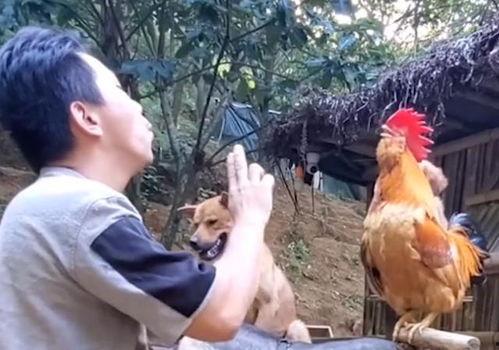 喂驴打一嘴巴子吃瓜娱乐,一场意外的网络狂欢